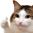 :cat_thumbs_up: